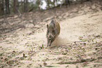 wildboar