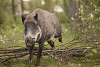 wildboar