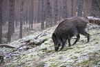 wildboar