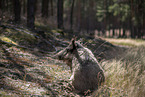 wildboar