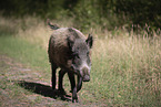 wildboar