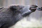 wildboar