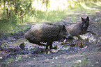 wildboar