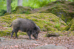 wildboar