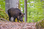 wildboar