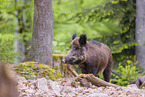 wildboar