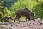 wildboars