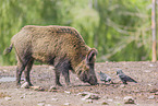 wildboar