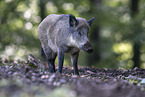 wild boar