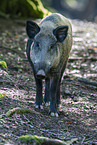 wild boar