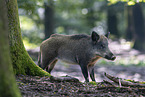 wild boar