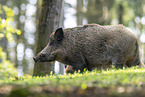 wild boar