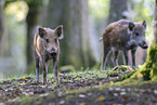 wild boar