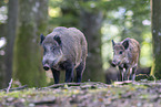 wild boar