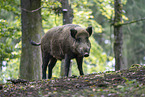 wild boar