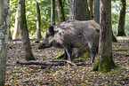 wild boar