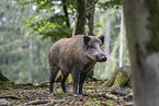 wild boar