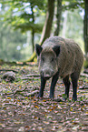 wild boar