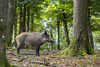 wild boar