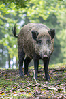 wild boar