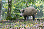 wild boar