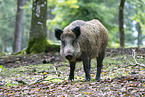 wild boar