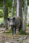 wild boar