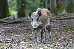 wild boar