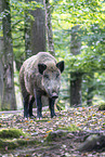 wild boar