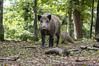 wild boar