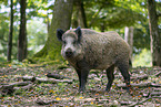 wild boar