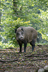 wild boar