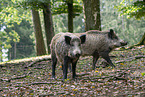 wild boar