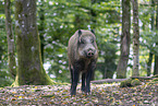 wild boar