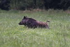 wildboar