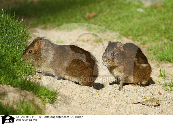 Wildmeerschweinchen / Wild Guinea Pig / AB-01811