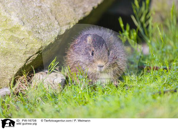 Wildmeerschwein / wild guinea pig / PW-16708