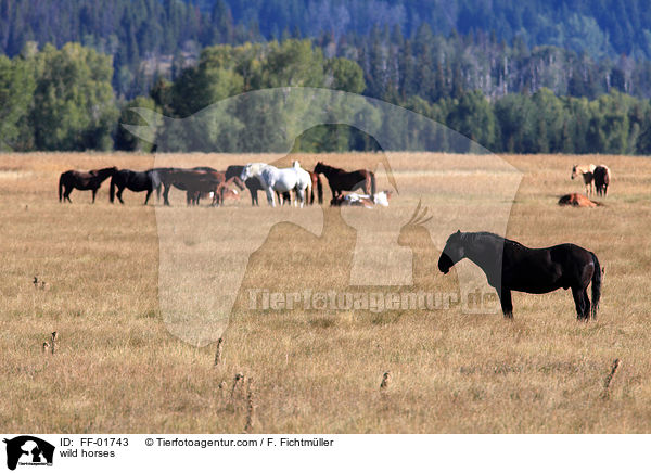 Wildpferde / wild horses / FF-01743