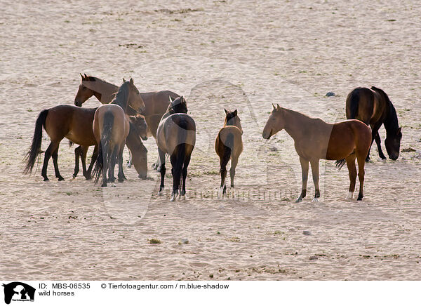 Wildpferde / wild horses / MBS-06535