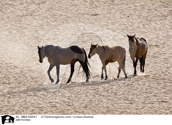 wild horses / MBS-06541