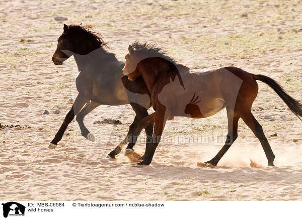 Wildpferde / wild horses / MBS-06584