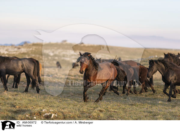 wild horses / AM-06972