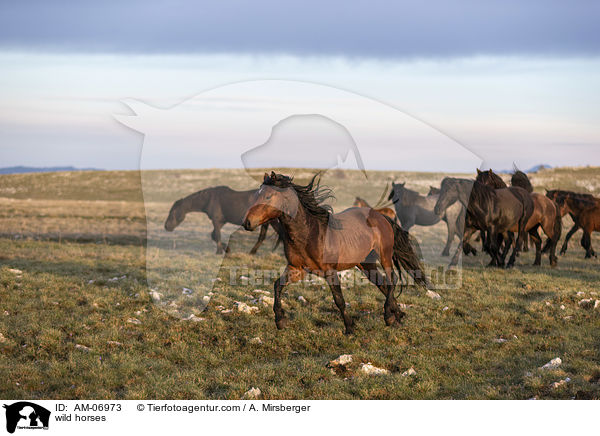 wild horses / AM-06973