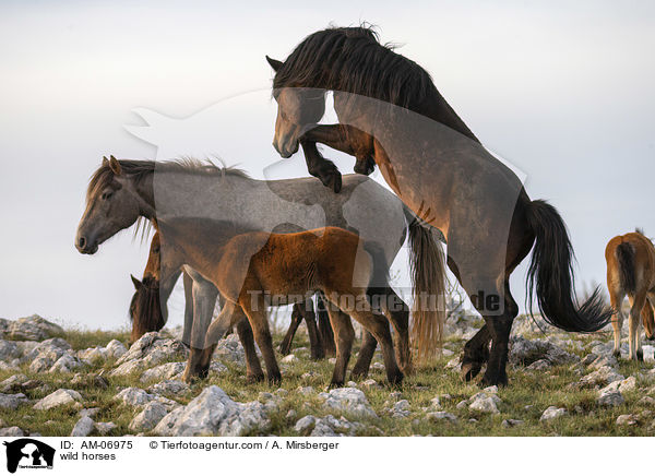 Wildpferde / wild horses / AM-06975