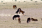 wild horses