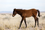 wild horse foal