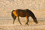 wild horse