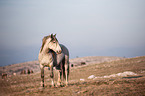 Wild Horse