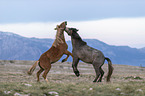 wild horses