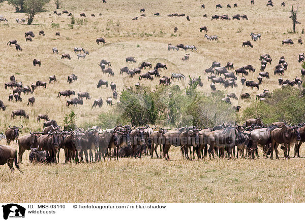 Gnus / wildebeests / MBS-03140